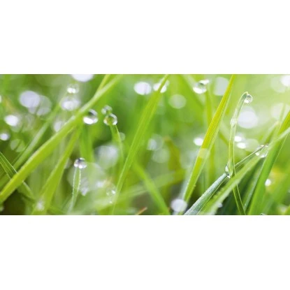 Spritzschutz-Rückwand WandArt Easy 120 Cm X 58,5 Cm Grass (D4002P BRIL) FSC® 1 Spritzschutz-Rückwand WandArt Easy 120 Cm X 58,5 Cm Grass (D4002P BRIL) FSC®
